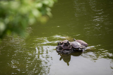 a turtle put his head up sitting on other his turtle friends on a big rock in still pond