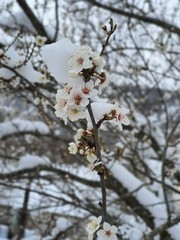 cherry blossom in spring