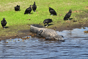 A Turkey Vulture pecks a gators tail to check if the gator is dead and ready to eat. Other vulture...
