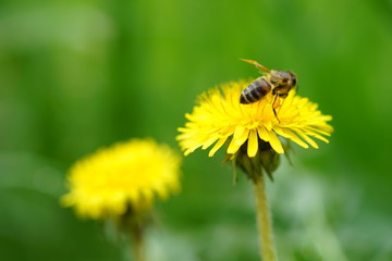 honey bee work on the yellow dandelion in the summer garden