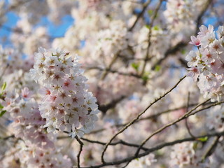 closeup of yoshino cherry blossoms in spring