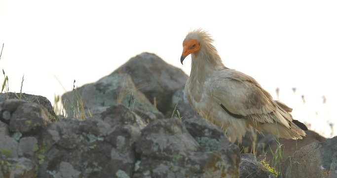 Vulture with carcass. Egyptian vulture, Neophron percnopterus, big bird of prey sitting on the stone, rocky mountain, nature habitat, Madzarovo, Bulgaria, Eastern Rhodopes. Wildlife scene from hide.