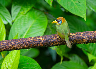 A female red headed Barbet (Eubucco bourcierii) on a branch, a species of bird of the Capitonidae family. Photographed in Mindo, Ecuador, but found between Costa Rica and Peru.
