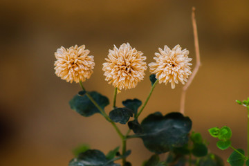 yellow flowers on a black background