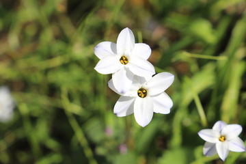 Obraz na płótnie Canvas ハナニラの白い花