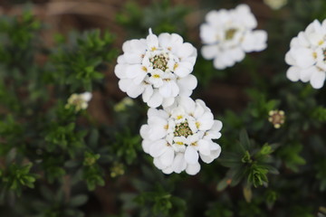 イベリスの白い花