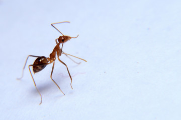 Ant activity. Oecophylla smaragdina is a colony of ants. ants  are large and red in color 