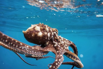 An Amazing Octopus Up Close © EMMEFFCEE 