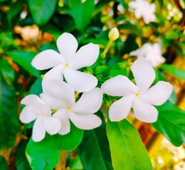 frangipani flowers on a background