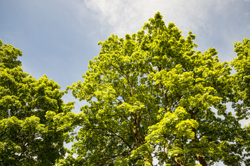 trees in spring