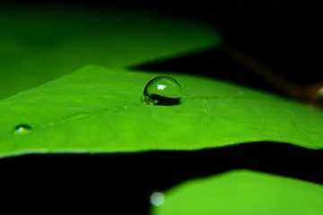 raindrops at the tip of leaf