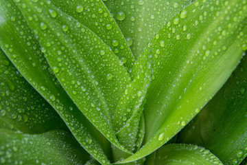 raindrops on a green leafy plant - closeup