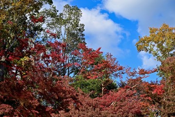 青空バックに映える紅葉
