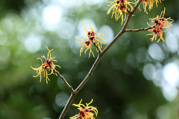 マンサク　満作　黄色い花