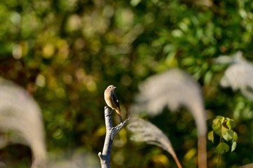 お気に入りの枝でくつろぐジョウビタキメス