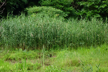 植物が鬱蒼と茂る森林公園の藪萱雑木林
