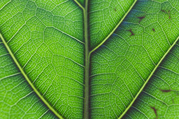macro shot of fiddle leaf fig plant with sunglight highlighting its pattern