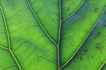 macro shot of fiddle leaf fig plant with sunglight highlighting its pattern