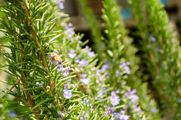 Bee, Nature, day, animal, wonderfull