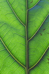 macro shot of fiddle leaf fig plant with sunglight highlighting its pattern