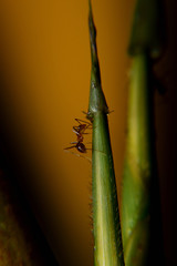 Ant Activity, Oecophylla smaragdina is a colony of ants. ants are large and red in color