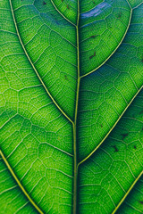 macro shot of fiddle leaf fig plant with sunglight highlighting its pattern