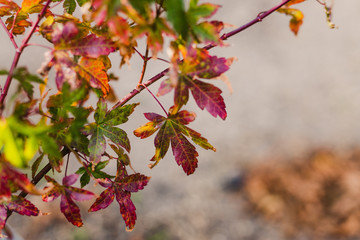 close-up ofjapanese maple leaves with autumn colors with red tones outdoor in sunny backyard