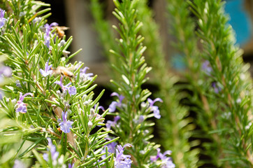 Bee, Nature, day, animal, wonderfull