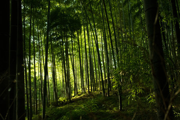 Obraz premium 竹林