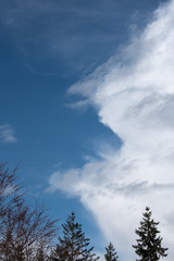 Puffy white clouds on a blue-sky day, evergreen treetops in the foreground, as a nature background