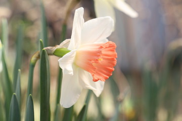 Obraz premium ラッパズイセンの白い花