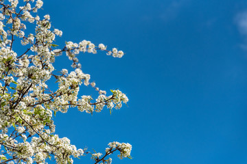 Ornamental tree in full bloom with white flowers against a blue sky, as a nature background