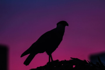 black silhouette of bird (Carcará) 