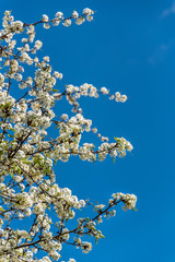Ornamental tree in full bloom with white flowers against a blue sky, as a nature background