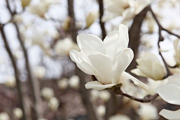 대한민국인천시인천대공원에서찍은꽃입니다