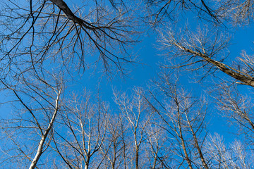 thin, dense tree branches under the clear blue sky on a sunny day in the park