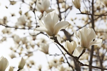 대한민국인천시인천대공원에서찍은꽃입니다