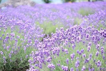 Naklejka premium field of lavender