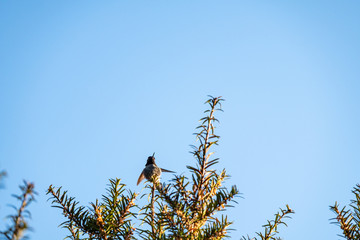 one tiny hummingbird flapping its wings on top of the branches of the bush under the clear blue sky