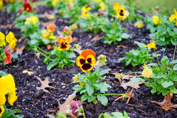Ghost Face Flower: Home Gardening Plants 