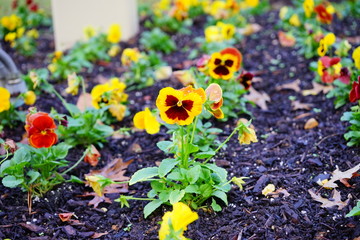 Ghost Face Flower: Home Gardening Plants 