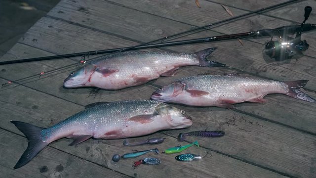 Angler dream - predatory fish asps on the pier