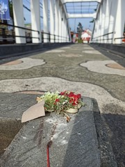flowers on the street