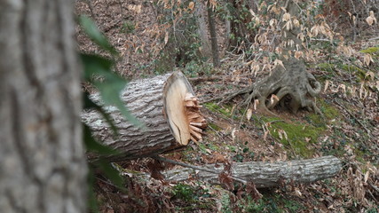 Freshly cut tree trunk in the woods