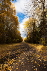 beautiful natural foliage