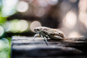 Cicadidae perched on a tree stump with a blurred background.
