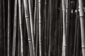 Japanese Bamboo Garden