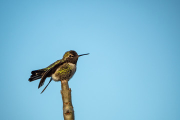 one beautiful male Ana's hummingbird resting on the tip of the branch under clear blue sky