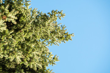 nature background with dense green leaves covered pine tree under clear blue sky