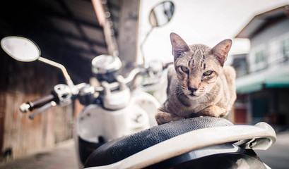 The cat on the back of the motorcycle seat stared suspiciously.